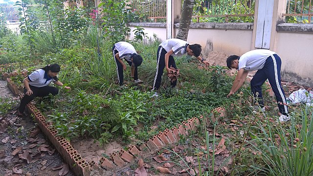 Học sinh chắm sóc vườn cây thuốc nam